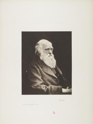 Portrait, photogravure, Charles Darwin / Photographische Gesellschaft Berlin