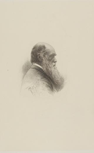 Engraved portrait of Charles Darwin