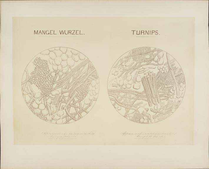 Mangel Wurzel and Turnips (microphotograph reproduction)