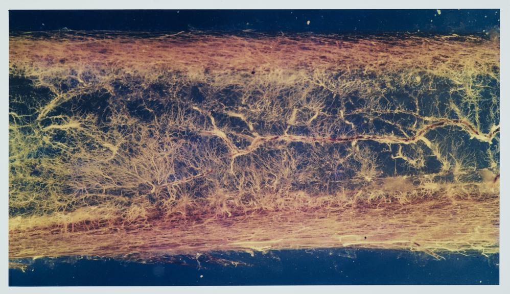 Photograph, colour, produced for the Science Museum by Henry V