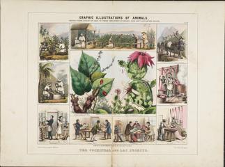 Cochineal and Lac Insects Lithograph by W Hawkins