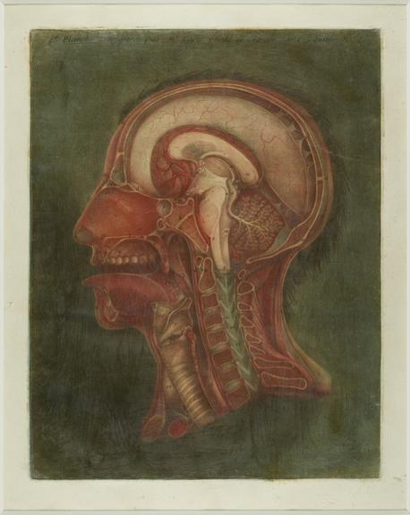 Print showing the internal structure of the human head and neck