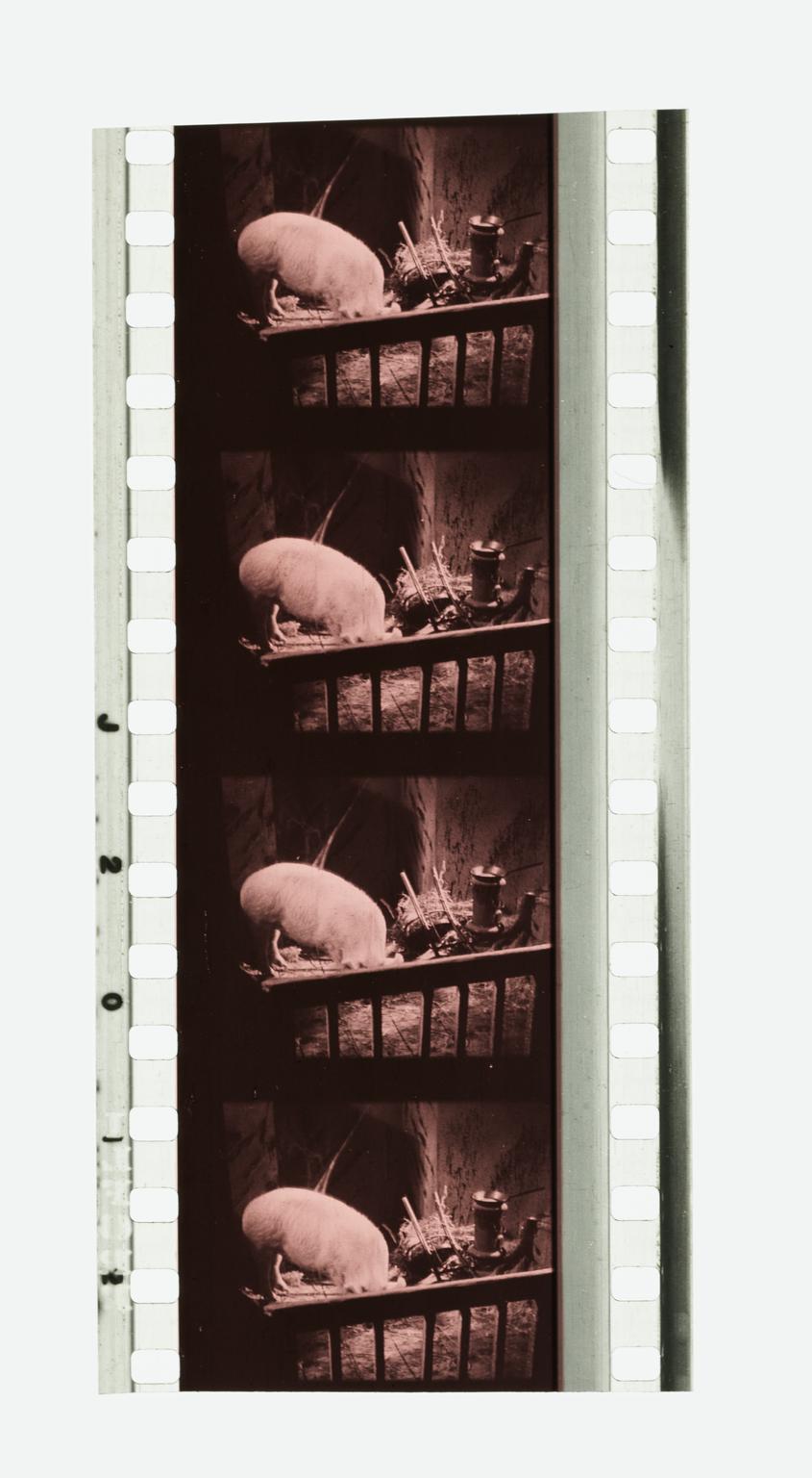 Four frames of 35mm Sonochrome tinted sound positive film | Science ...