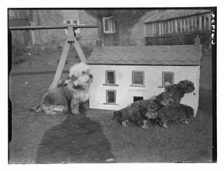 Dogs at Bellmead Kennels, Haselmere