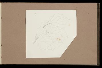 Drawing of a branch with leaves
