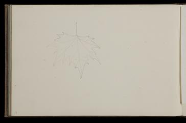 Drawing of a leaf