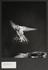 Anna's Hummingbird, Los Angeles, California, 1947 (black and white photograph; silver gelatin)