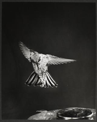 Anna's Hummingbird, Los Angeles, California, 1947