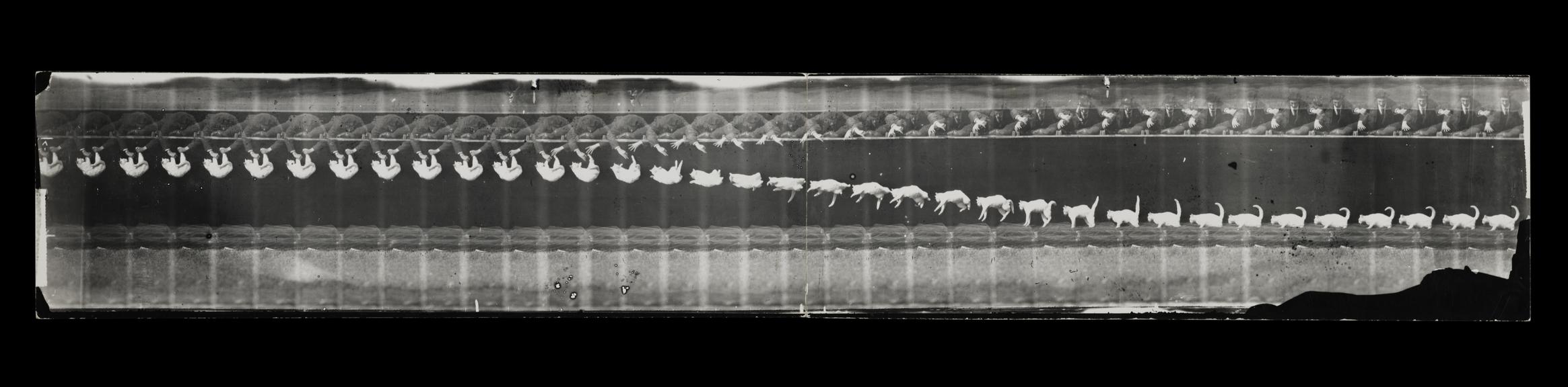 Chronophotograph of 'Chat chute' or cat falling