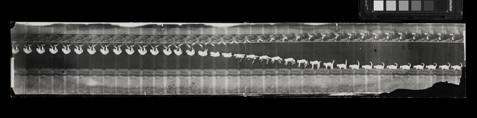 Chronophotograph of 'Chat chute' or cat falling