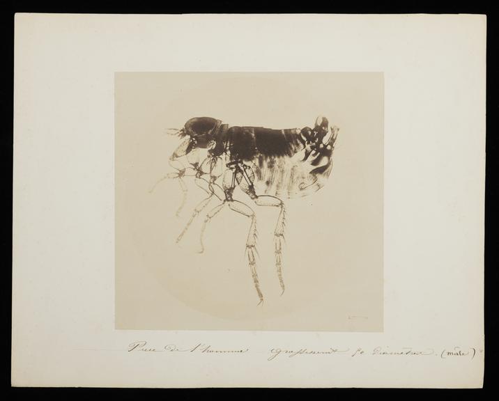 Puce de l'homme grossiment 50 diametres (photograph; microphotograph; salt print)