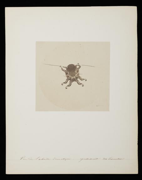 Pou de l'abeille domestique grossiment 300 diametres (photograph; microphotograph; salt print)