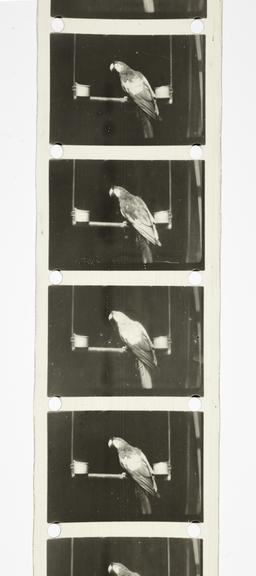 Sequential-frame three-colour process cine film: Scarlet Macaw