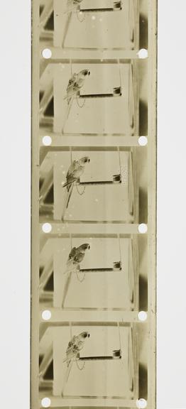 Sequential-frame three-colour process cine film: Scarlet Macaw