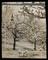 Daily Herald Archive photograph of sheep in a field with blossoming trees