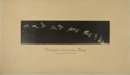 Chronophotograph of Pigeon in Flight