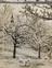 Daily Herald Archive photograph of sheep in a field with blossoming trees