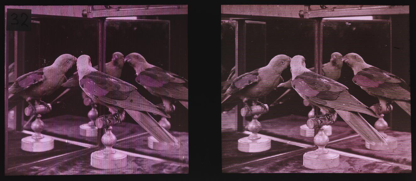 Stereoscopic Joly transparency of a parrot