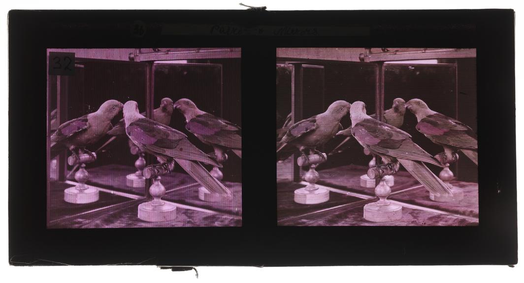 Stereoscopic Joly transparency of a parrot