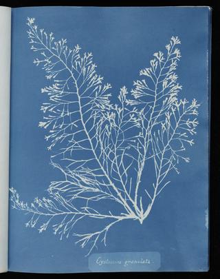Cystoseira granulata