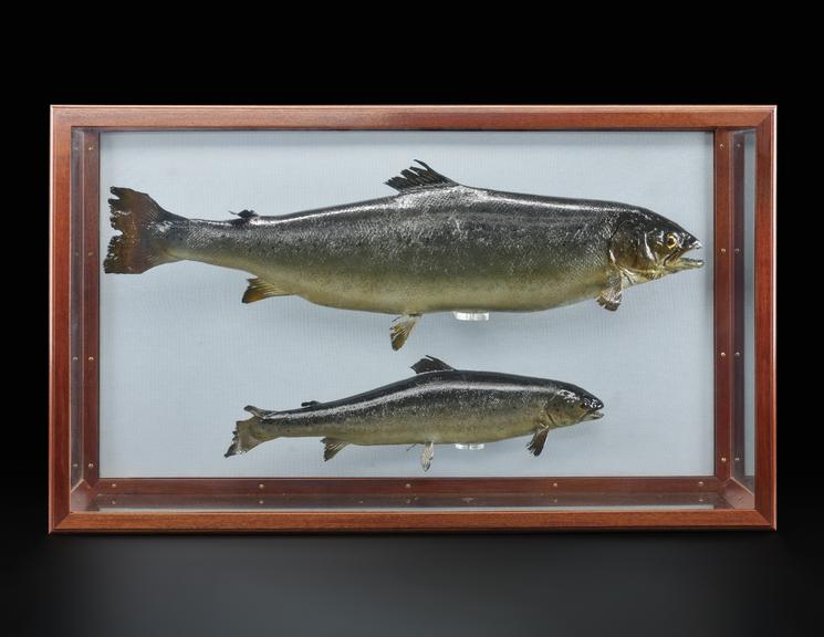 Two salmon, one with and one without growth hormone transgene, 1997