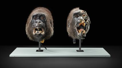 Animatronic Gorilla Heads from the film 'Buddy'