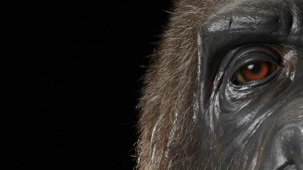 Animatronic Gorilla Head from the film 'Buddy'
