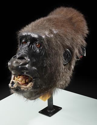 Animatronic Gorilla Head from the film 'Buddy'
