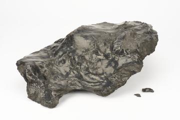 Large "Curly" Bituminous Shale.