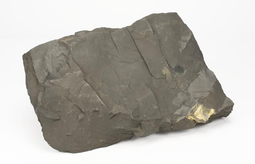 Plain Bituminous Shale.