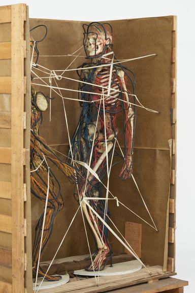 Male animated figure model from Cleveland Health Museum, Ohio, United States, 1965