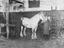 Groom at St Pancras station stables, 1936