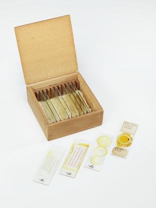 Microscope slides used in research relating to trench fever as transmitted by lice, made by F. Martin Duncan, 1918-19