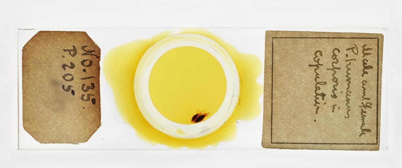 Microscope slide containing male and female lice, used in research relating to trench fever, made by F. Martin Duncan, 1918-19