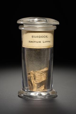 Brown herb in the form of dried and powedred root stem