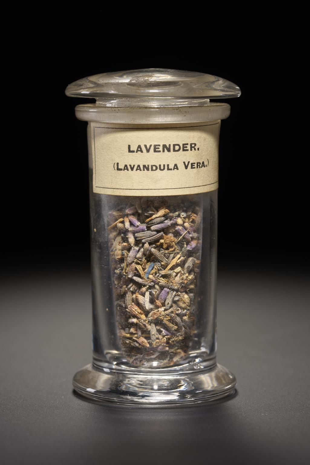Lavender seeds | Science Museum Group Collection