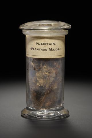 Brown and green herb in the form of dried flowers and leaves