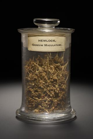 Yellow herb used as poison