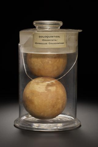 Yellow spherical dried fruit