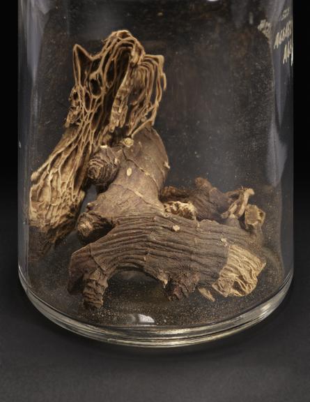 Glass specimen jar containing black snakeroot or cohosh root  used by the Penobscot, North America