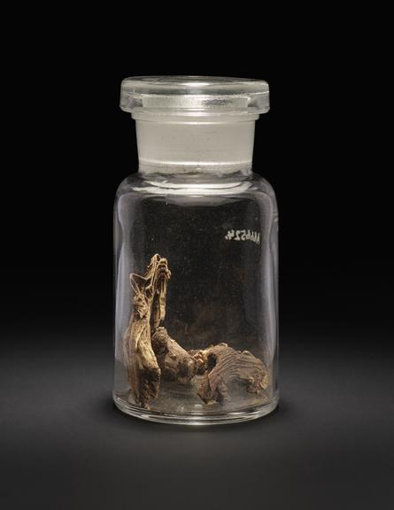 Glass specimen jar containing black snakeroot or cohosh root  used by the Penobscot, North America