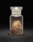 Glass specimen bottle containing witch hazel leaves and twigs