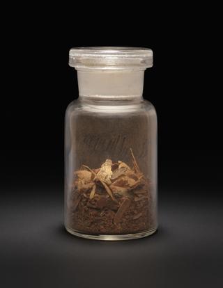 Specimen jar containing sassafras bark