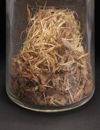 Glass specimen bottle containing witch hazel leaves and twigs