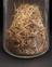 Glass specimen bottle containing witch hazel leaves and twigs
