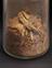 Specimen jar containing sassafras bark