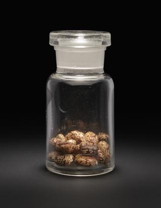 Specimen bottle containing castor-oil seeds