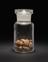 Specimen bottle containing castor-oil seeds