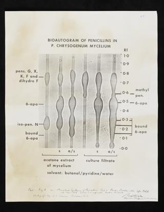 Biochromatograms of penicillins in Penicillium chrysogenum mycelium