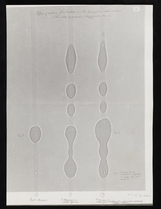 Biochromatograms showing the effect of adding phenylacetate to a Penicillium chrysogenum culture medium